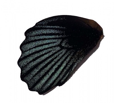P MEMNON HIND WING